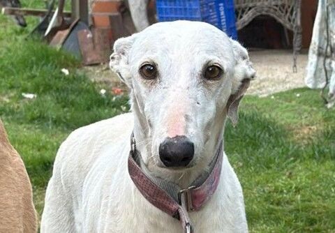 LIMA🩷 douce galga en qu&ecirc;te de confiance  315 24140 Douville