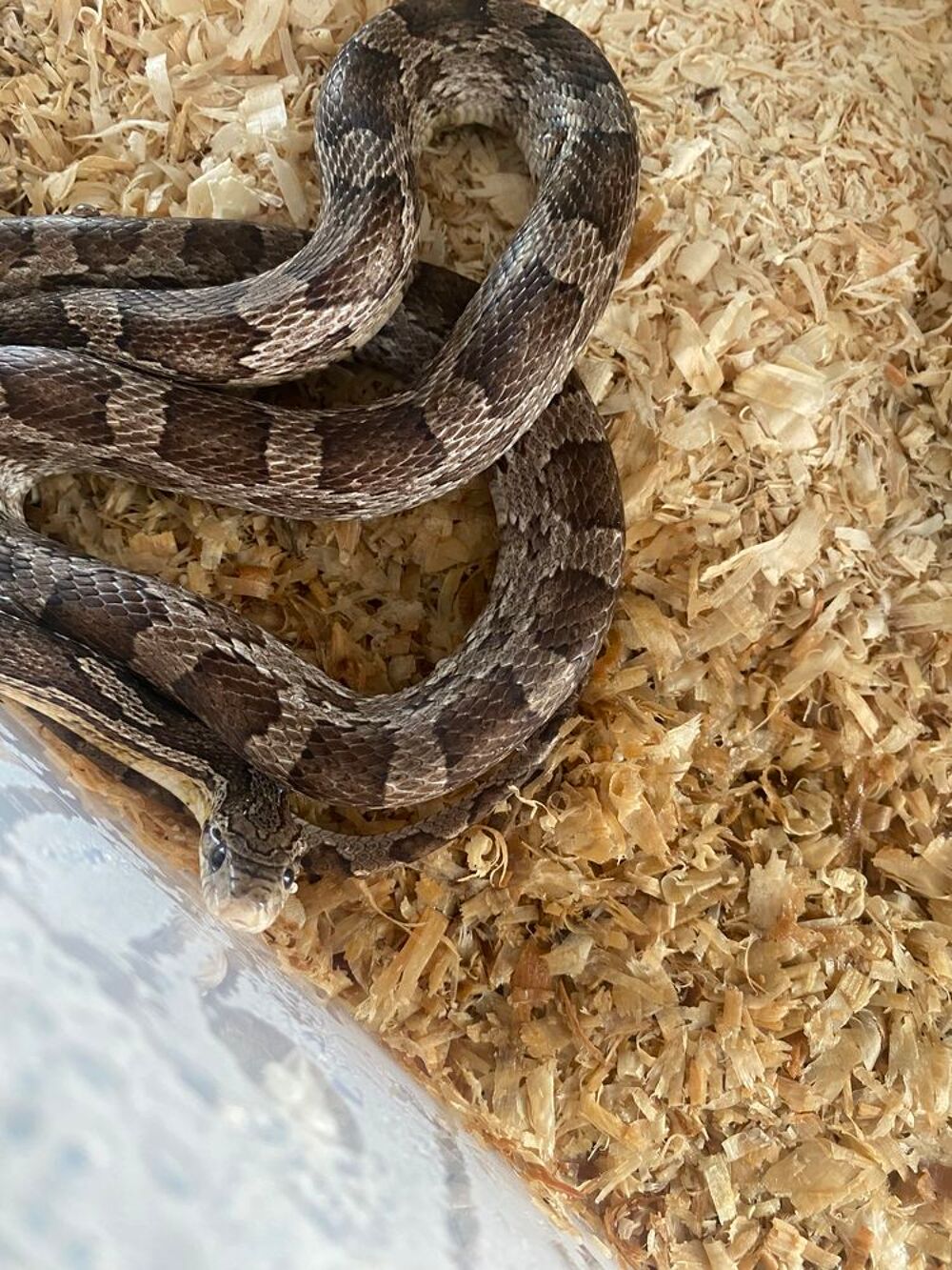  Serpent des bls  
