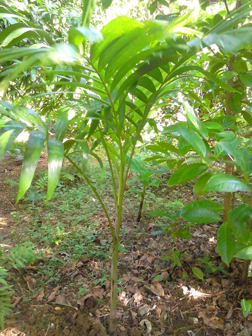 Plantes d&eacute;coratives et d&eacute;polluantes Jardin