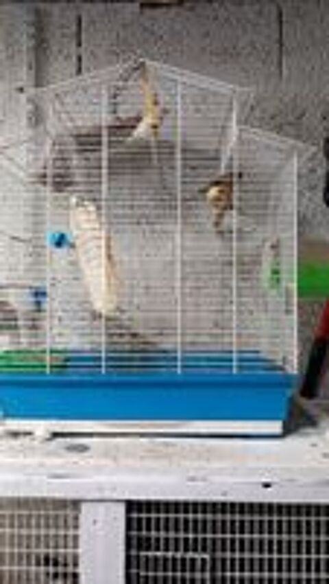   Plusieurs cages avec accessoires 