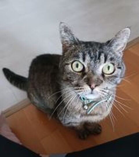   Don chatte 
