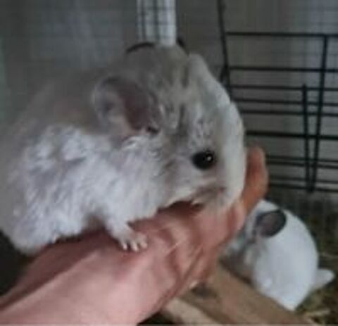   bbs chinchilla contre bon soins blanc  