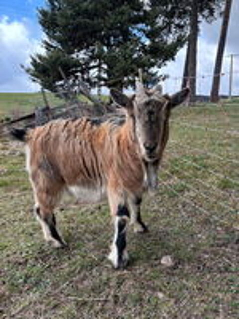   Boucs nain castrés 