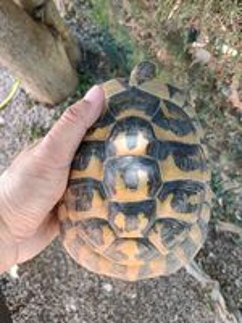   Tortue de terre femelle de 14 ans  