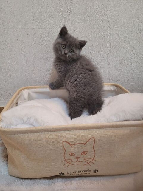 British shorthair chaton 990 59230 Saint-amand-les-eaux