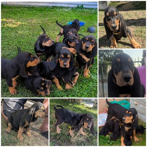 Chiots Bruno Saint Hubert 0 17510 Chives