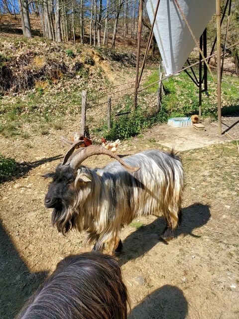 AV Bouc des pyr&eacute;n&eacute;es 120 64350 Lalongue