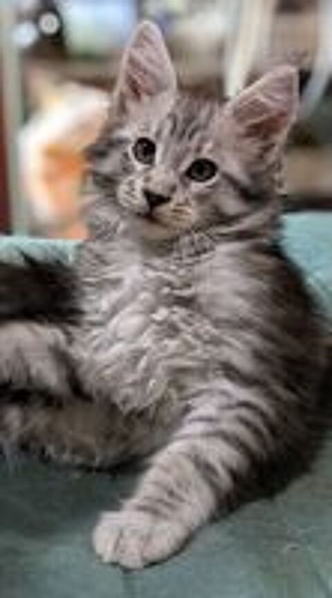   Magnifiques chatons Maine coon LOOF  