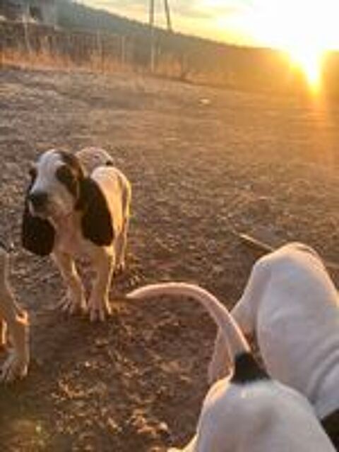   Chiots type gascon SAINTONGEOIS  