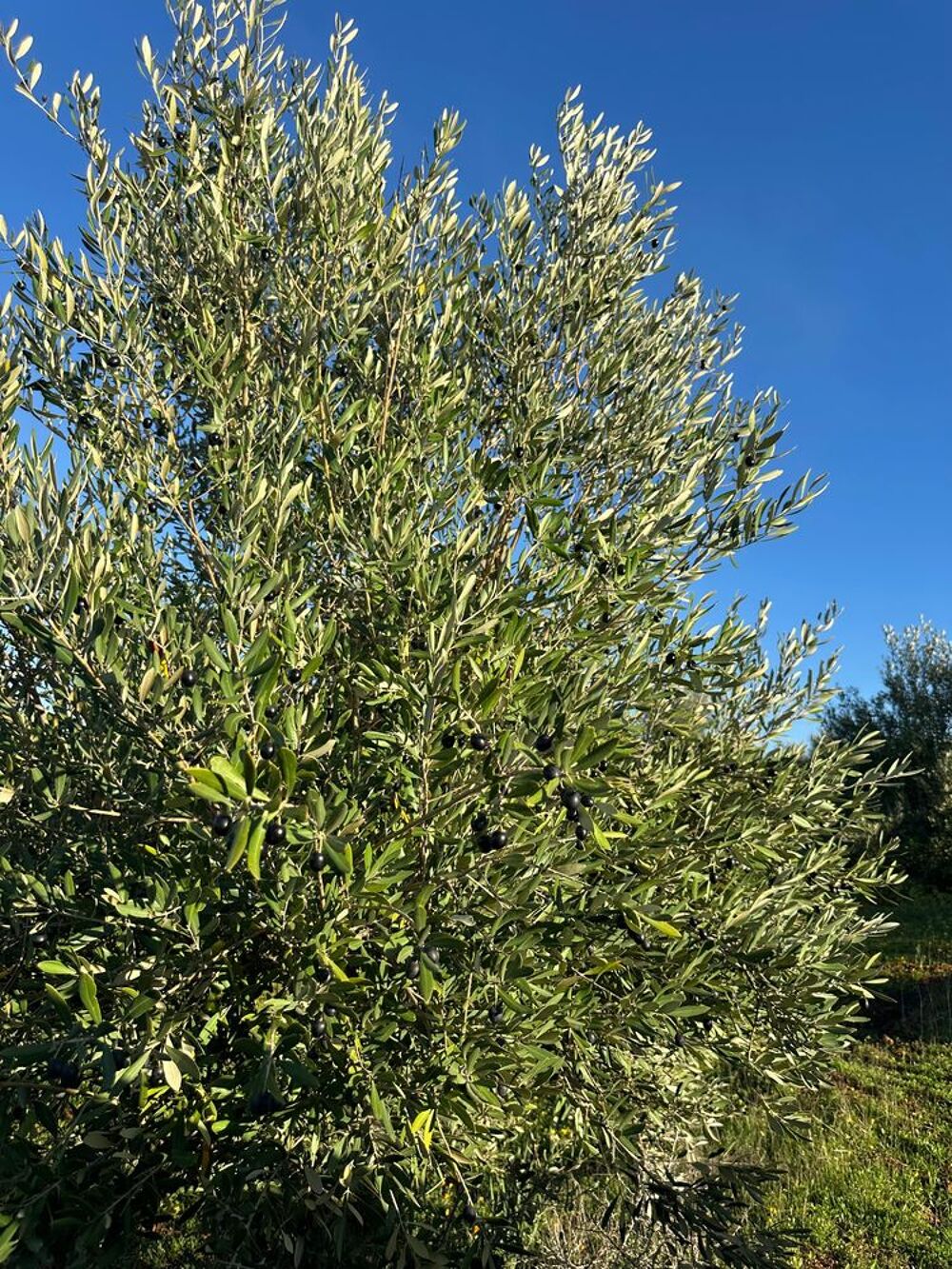 1L = 9e : Huile d'olive naturelle 2026 €" Production familiale &eth;ŸOE&iquest; Jardin