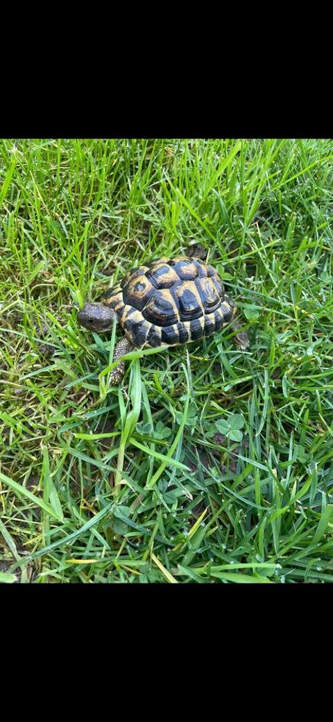 Tortue mal 130 42240 Unieux