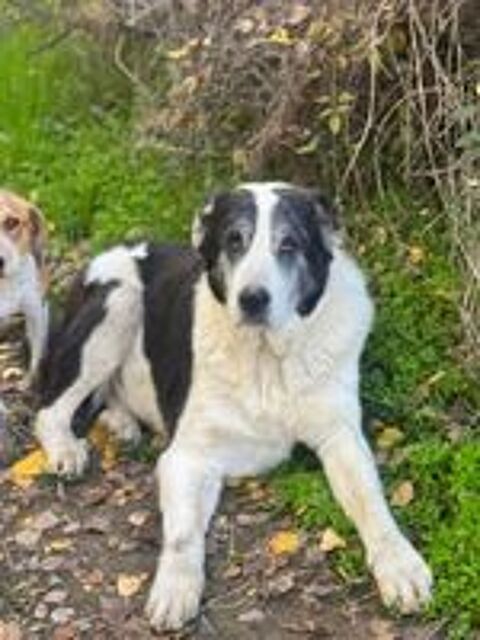   BEETHOVEN chien croisé né 05/07/2017 