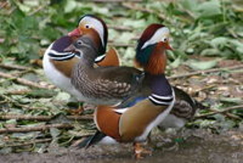   canards d'ornements carolin mandarin sarcelle 