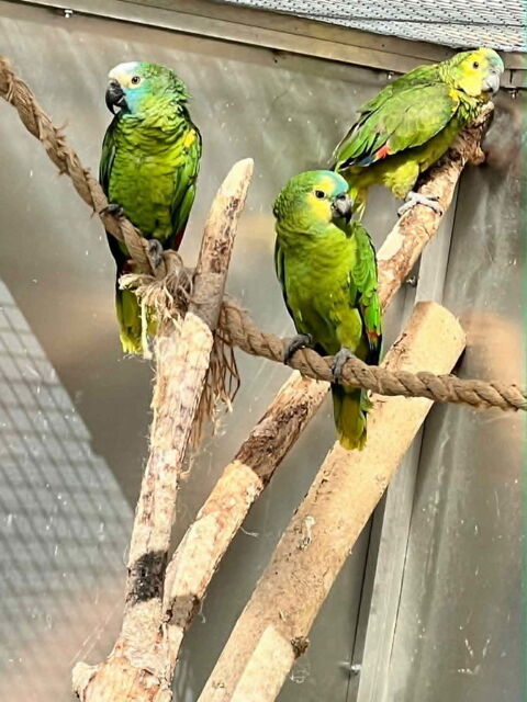 trio amazone front bleue 2600 81100 Castres