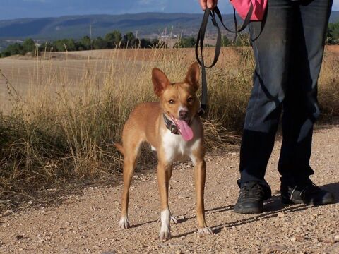 COLIBRI, 1 an, jeune podenco joueur et affectueux 315 24140 Douville