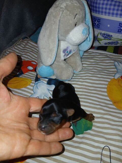 Port&eacute;e de 4 chiots 2 femelles et 2 males 1200 16000 Angoul�me