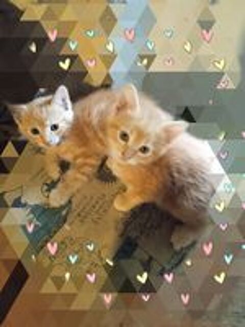   Donne chats roux  
