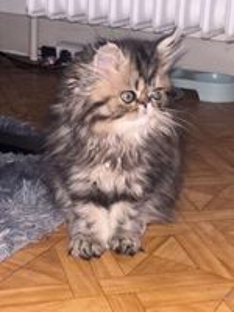   2 chatons persan LOOF  