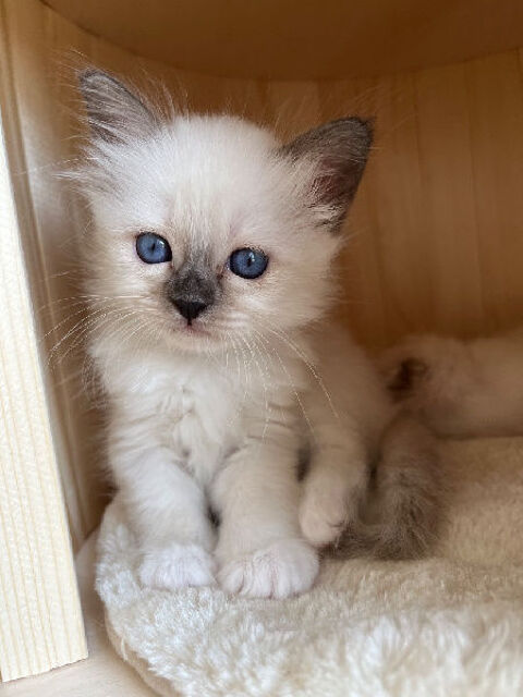 Jolis Chatons Sacr&eacute; de Birmanie 300 62000 Dainville