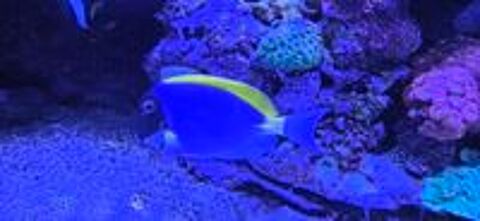   Poisson aquarium Acanthurus leucosternon 15cm 