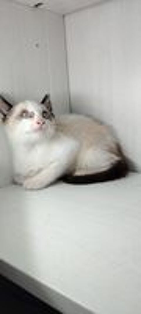   CHATON type sacre de Birmanie x siamois  