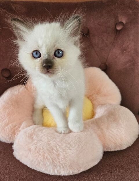 Chaton femelle Sacre de Birmanie 800 60400 Crisolles