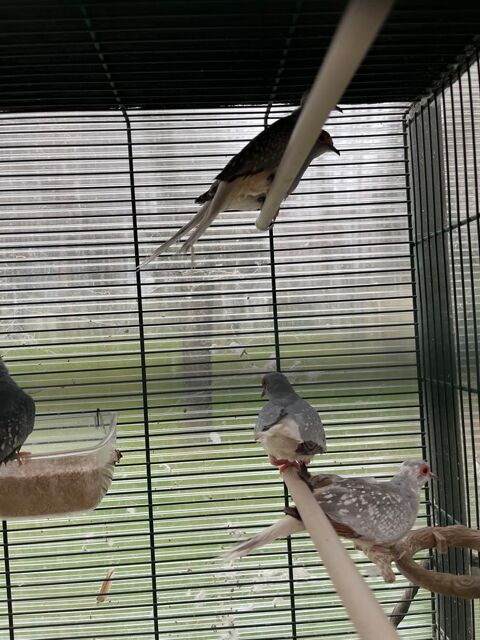 Colombe diamant argent&eacute; bagu&eacute;es 15 19410 Perpezac-le-noir