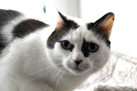 LILY, belle chatte noire et blanche à adopter via l'association UMA 49660 Torfou