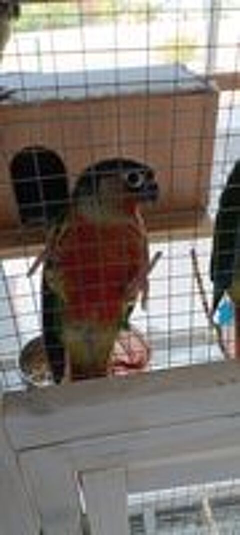   Conure pyrhura molinae EAM  