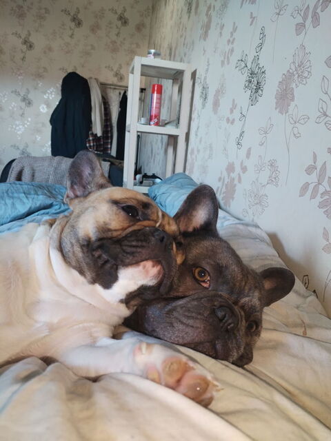 Saillies bouledogue francais blue 58000 Nevers