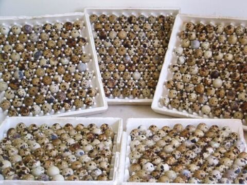 Oeufs de cailles f&eacute;cond&eacute;s tr&egrave;s grosse souche 4 67330 Bouxwiller