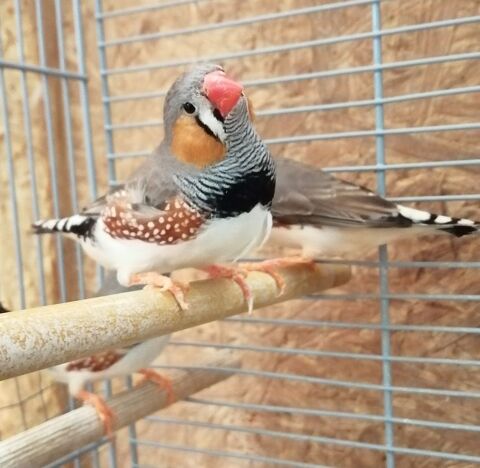 Couple Mandarins 10 79800 Pamproux