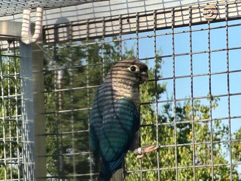 Conure Molina 70 49500 Segré