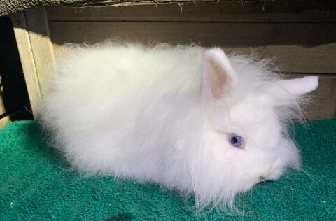 Petits lapins nains angoras 45 31390 Carbonne