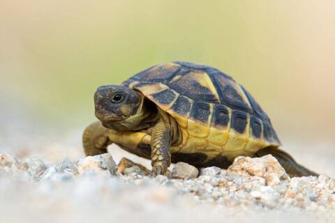 Tortue de terre 70 77000 Melun