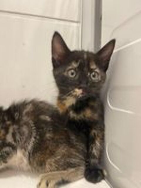   Chat KAL'IN à l adoption 