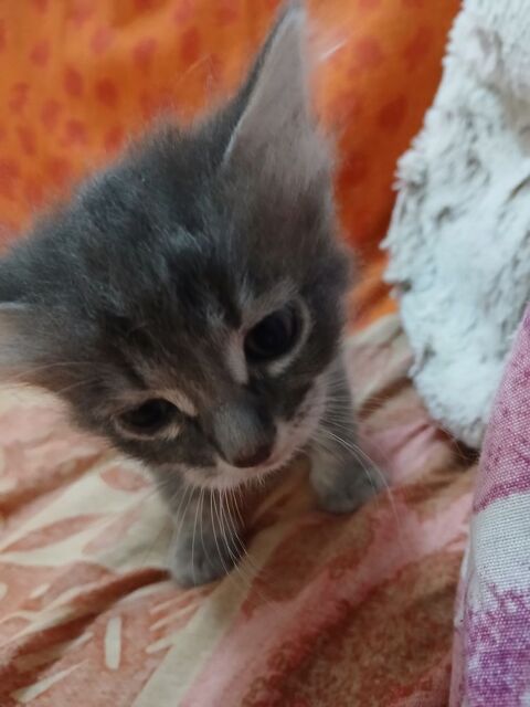 Donne chatons
Il y a des petits males et des petites femelle 0 46170 Saint-paul-de-loubressac