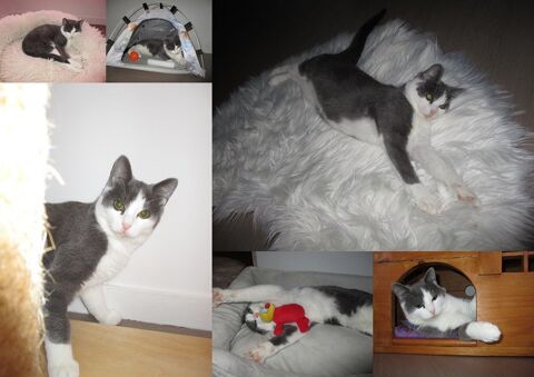 NEWT jeune chat ataxique &agrave; aimer pour la vie 1 60000 Beauvais