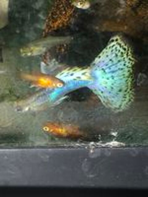    poissons plantes aquarium 