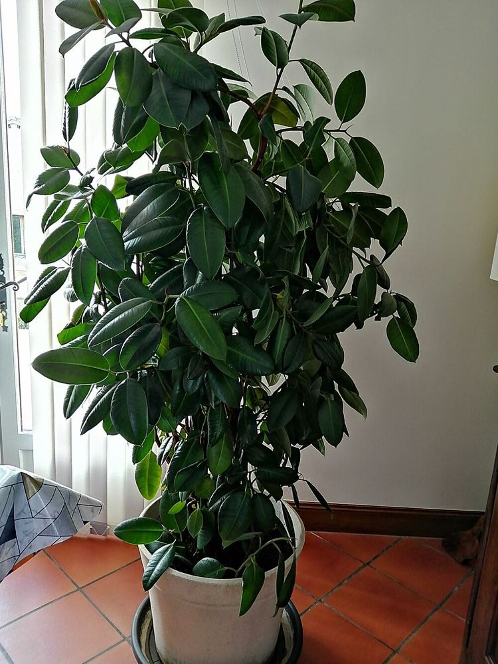 Philodendron
Dcoration