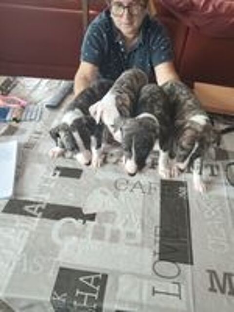   de whippet 