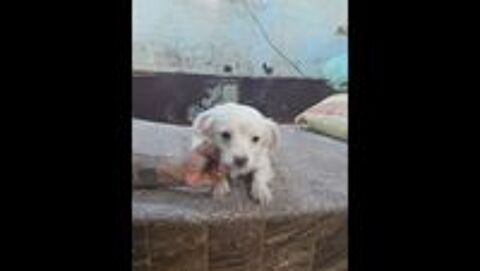   MIKY MLE NON CASTR 2 ANS 1/2 A SAUVER D'GYPTE ADOPTION SEULEMENT  