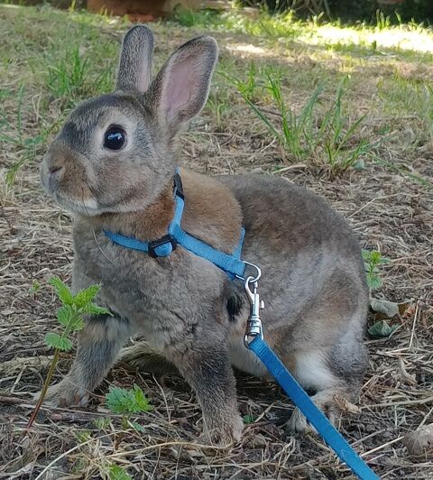 Lapin nain rex 45 62113 Sailly-labourse