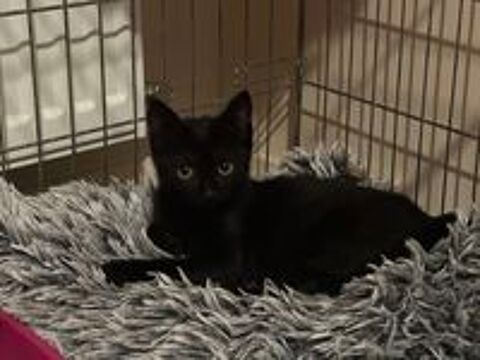   chaton mâle noir 3 mois 