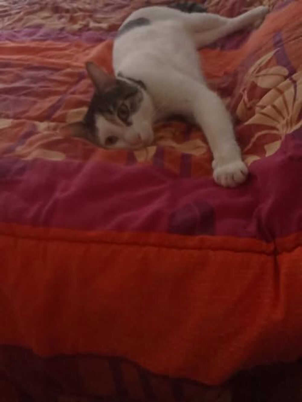   Chat FLOKI à l adoption 