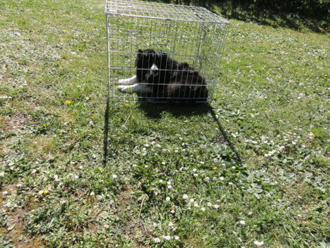 Cage/caisse pour animaux 
20 Orbessan (32)