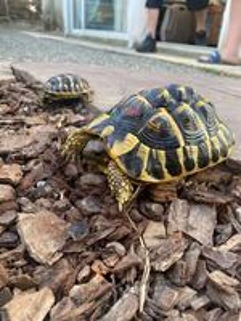   Reptiles 