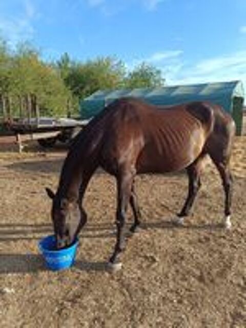   Fine, cheval à adopter 