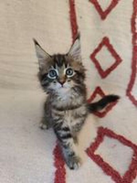   Chatons Maine Coon LOOF à réserver  