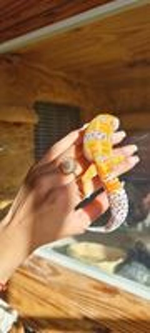   Gecko lopard  